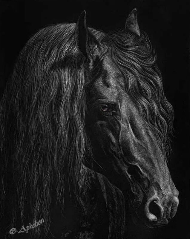 Черное рисунок лошади