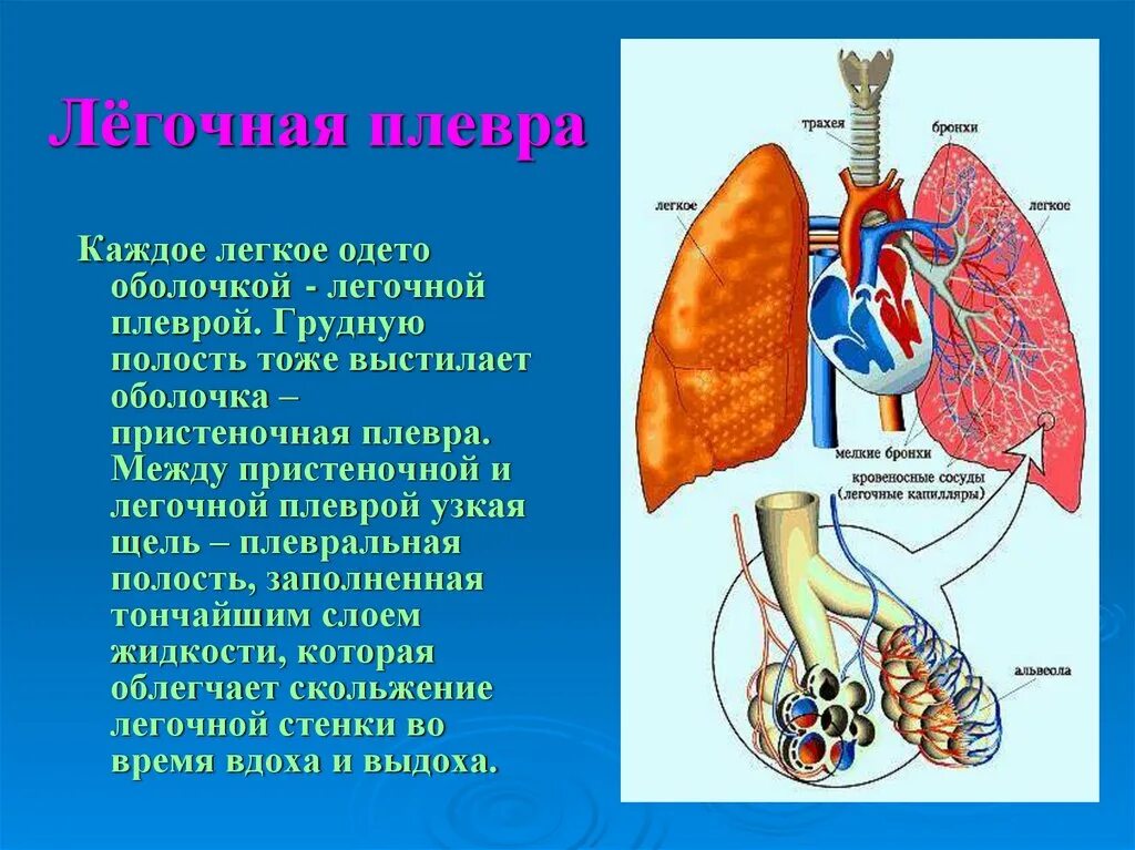 Легочная плевра. Строение легких легочная и пристеночная. Дыхательная система человека лёгкие и плевра. Каждое легкое покрыто оболочкой