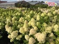 Прайс лист питомника славянская усадьба