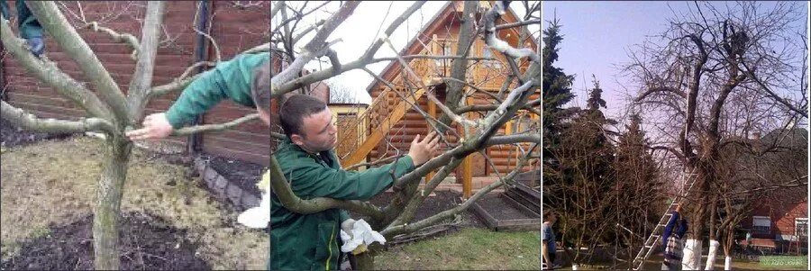 Обрезка плодовых деревьев в подмосковье сроки. Обрезать каштан дерево. Каштан формировка дерева. Обрезка плодовых деревьев. Весенняя обрезка деревьев.