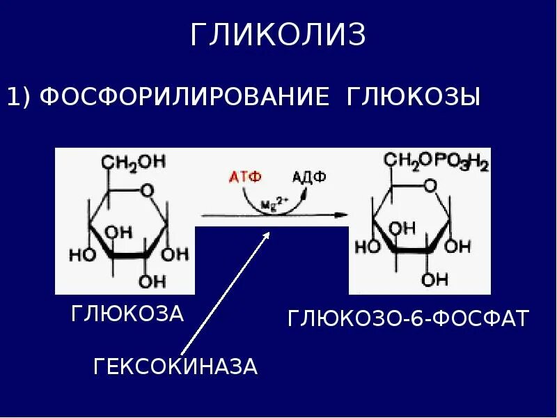 Реакция фосфорилирования Глюкозы. Схема реакции фосфорилирования Глюкозы. Фосфорилирование Глюкозы, гексокиназа. Фосфорилирование и дефосфорилирование Глюкозы.