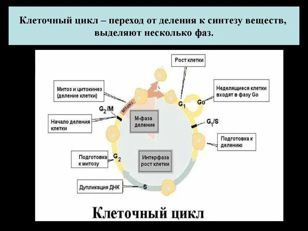 Подготовка к синтезу. Клеточный цикл эукариот. Фазы клеточного цикла. Стадии клеточного цикла. Цикл клеточного деления.