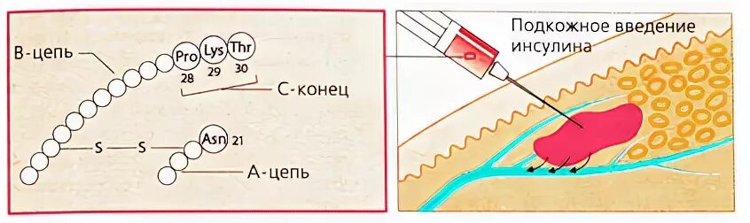 Химическая природа инсулина. Инсулин схема строения. Схема строения инсулина биохимия. Рисунок мало инсулина. Инсулин формула структурная.