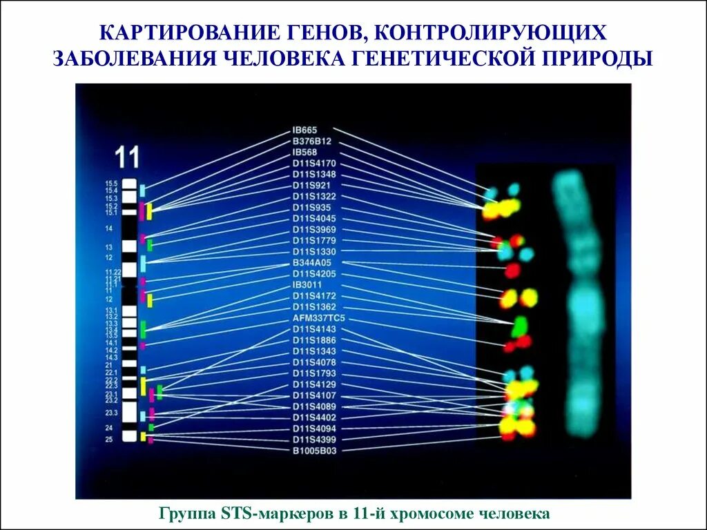 Изменчивость днк. Физический геном. Наследственность днк. Гены днк. Мутагенез генетика.