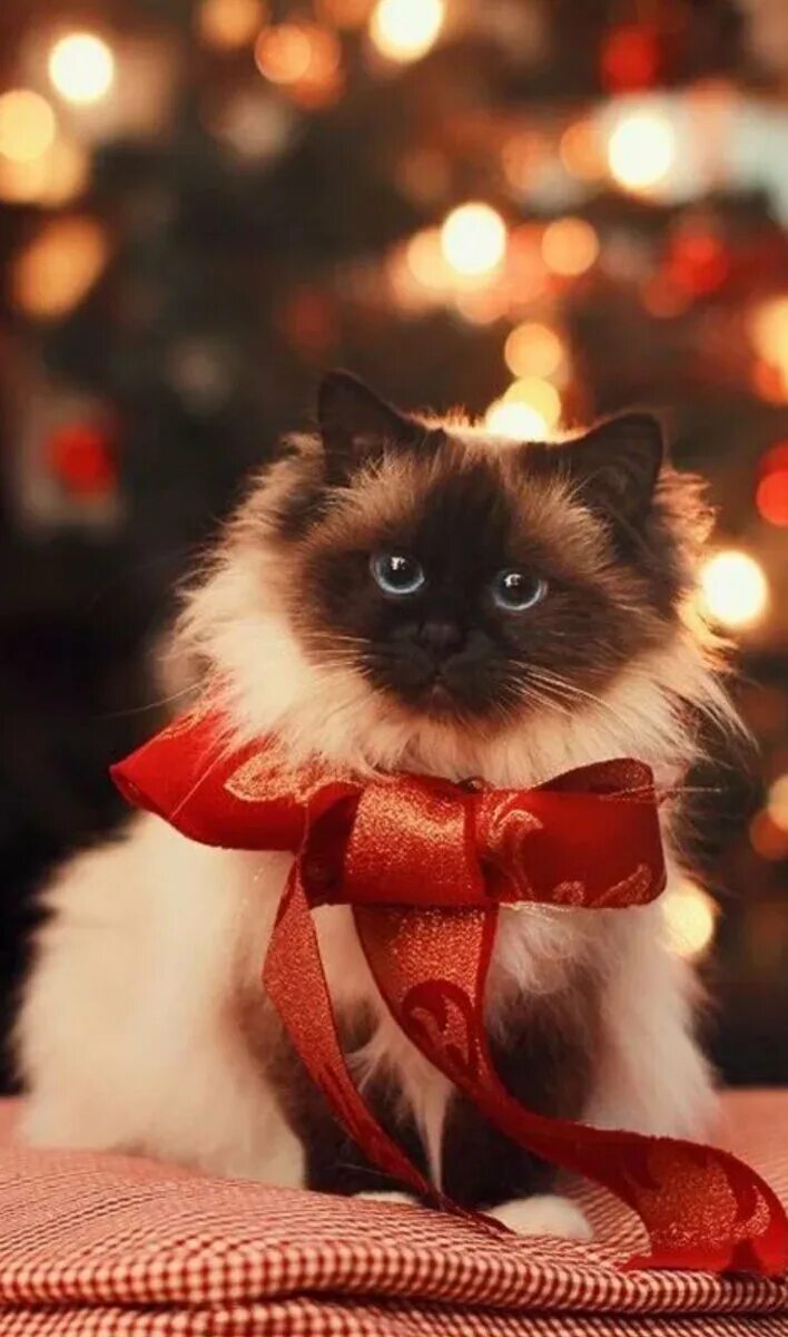 Новогодние аватарки с котиками милые. Новогодний кот. новогодние котята. новый год коты. с новым годом котенок.