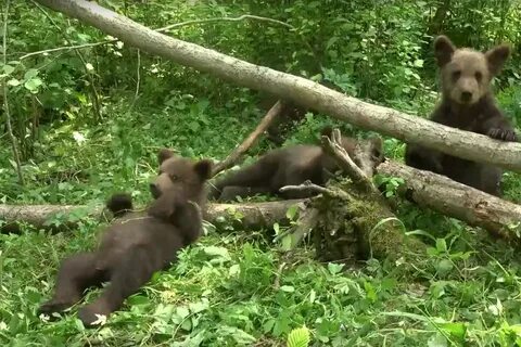 Медведь в зарайске