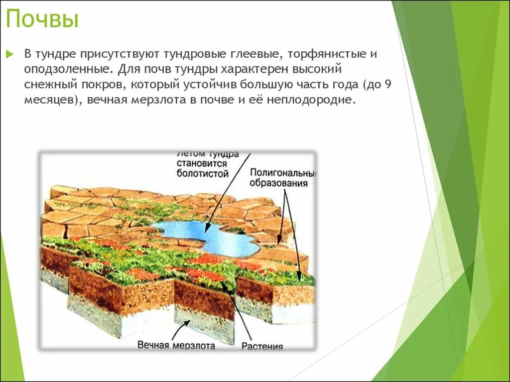 Тундрово глеевые какая природная зона