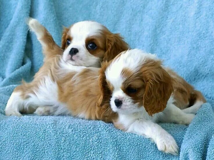 New mom. King charles cavalier spaniel puppy, Cavalier king charles dog, King ch