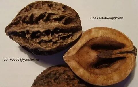 Орех который похож на грецкий орех
