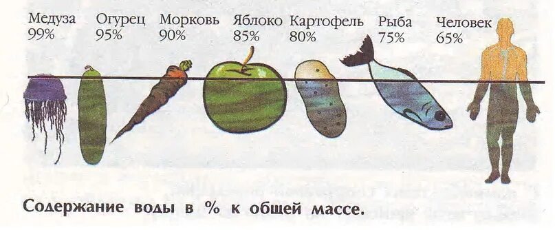 Процент воды в огурце