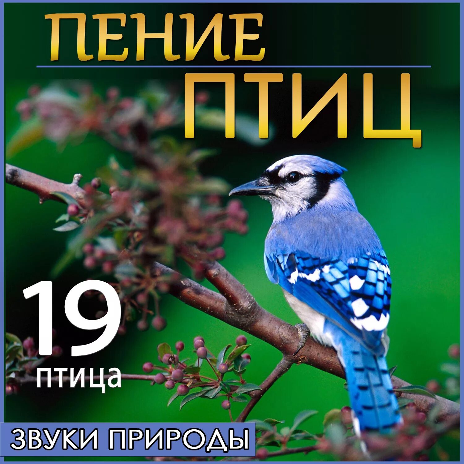 Спокойное пение птиц. Пение птиц. Звуки природы. Звучание птиц. Звуки природы птицы.