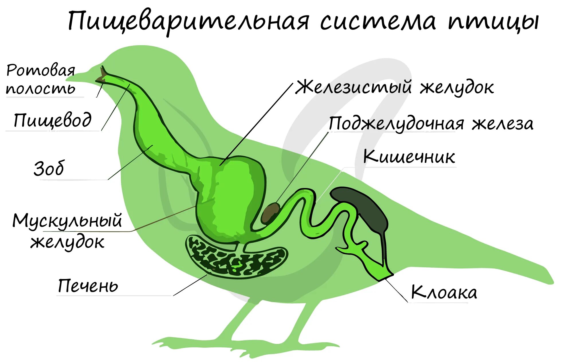 Поджелудочная железа у птиц. Схема строения пищеварительной системы птиц. Пищеварительная система птиц 7 класс биология. Пищеварительная система птиц строение и функции. Пищевод зоб