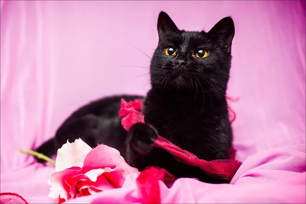 Черная гладкошерстная кошка. Котик черно розовый. Розовый и черный котик. Черный на розовом кот. Черно розовую кошку