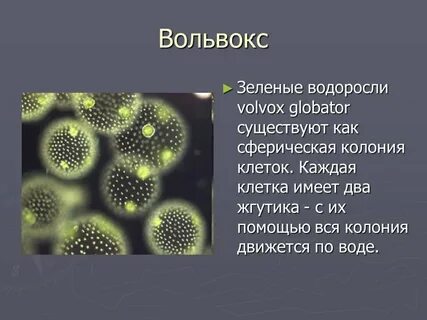 Колонию клеток