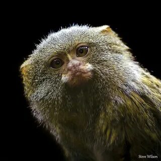 Small monkey