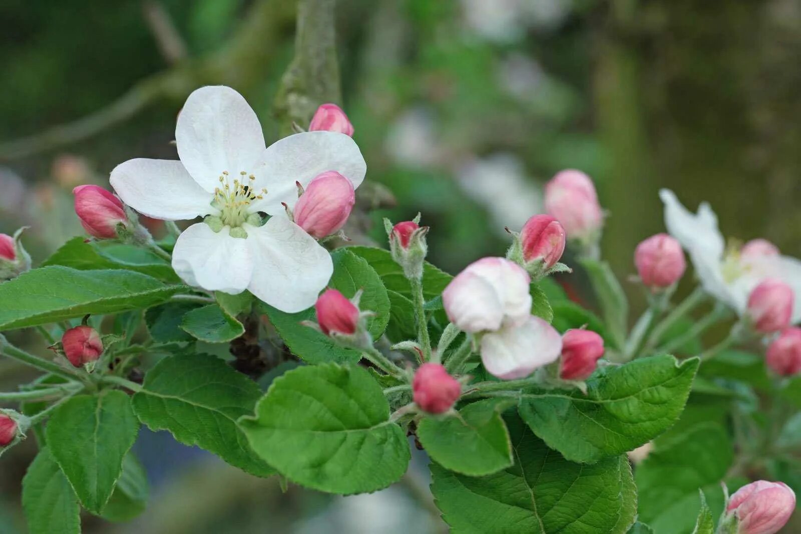 Вид яблони домашней. Яблоня Malus domestica. Яблоня домашняя (Malus domestica). Яблоня Malus Hyslop. Яблоня домашняя (Malus domestica) зимой.