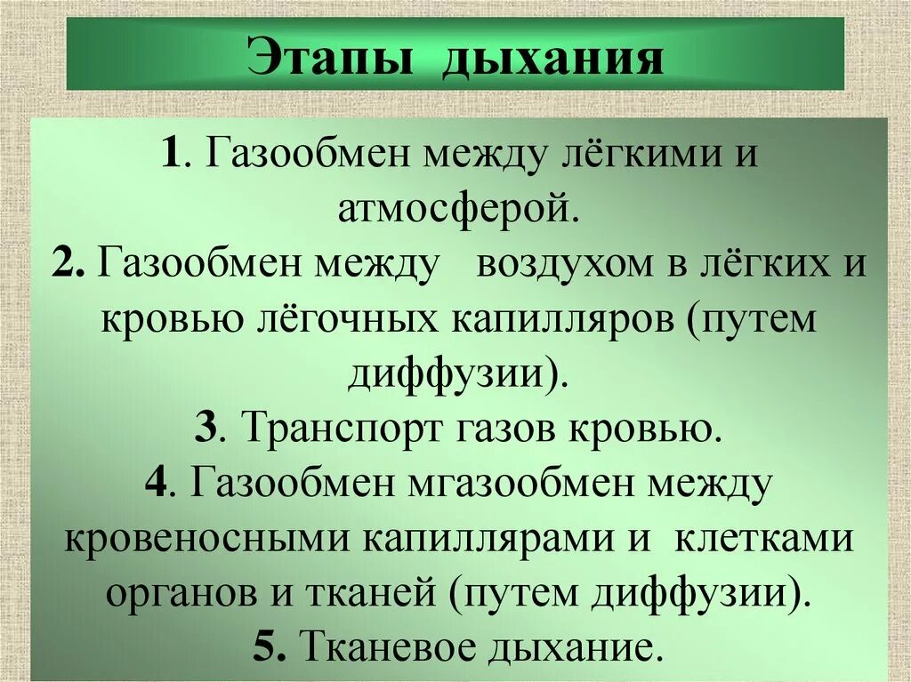 Этапы (стадии) дыхания. Последовательность этапов дыхания. Этапы дыхательной системы. Этапы дыхания 8 класс.