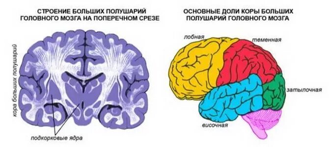 Строение коры полушарий головного мозга. Большие полушария головного мозга строение. Строение полушарий большого мозга.