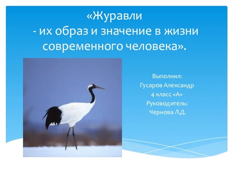 Журавль символ чего в россии. Серёжчатый журавль. Образ журавля на человеке. Проектная работа "Журавли".