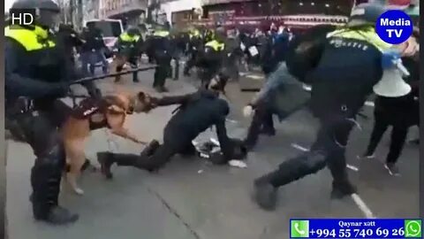 Преследование собак