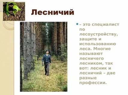 Лесник вывел нас на огромную поляну хотя
