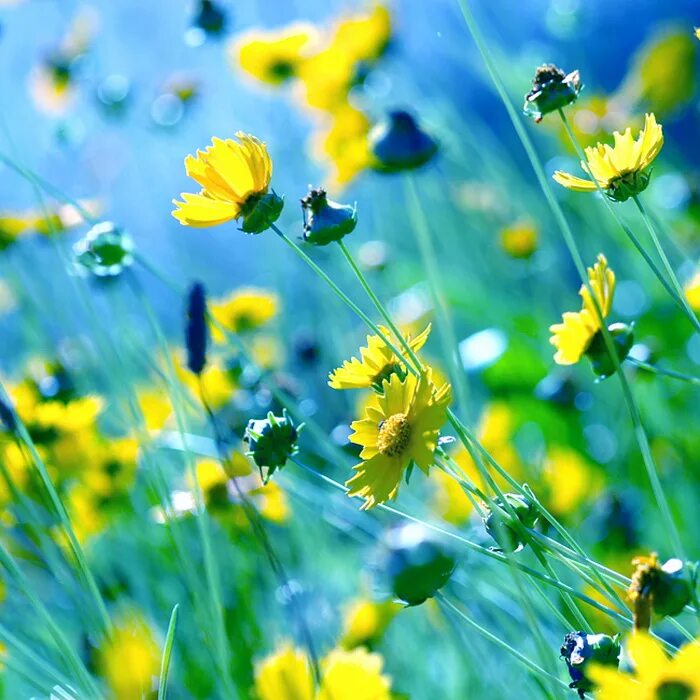 быть начало лета 2016 года. быть начало лета 2016 года. долгожданное лето. быть начало лета 2016 года. открытки поздравления с первым днем лета.