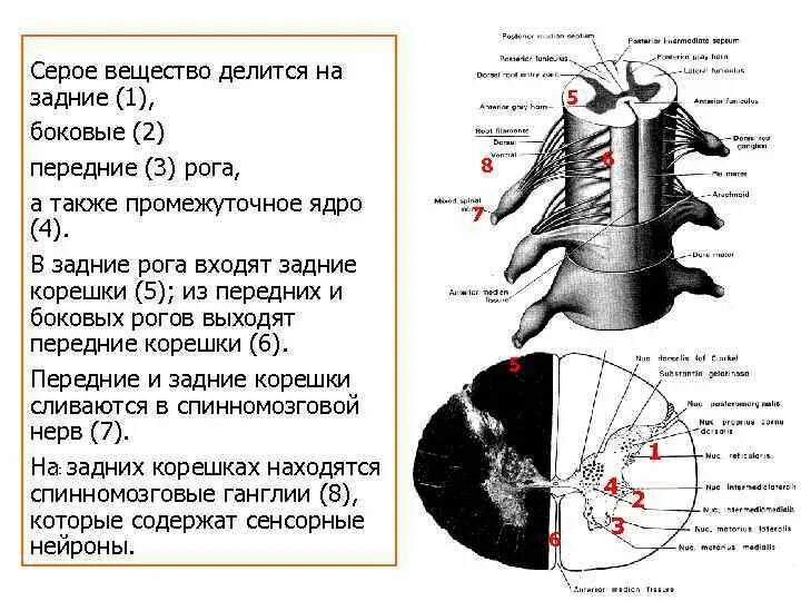 Рога серого вещества спинного мозга дорсальный. Боковых Рогов спинного мозга. Ядра задних Рогов спинного мозга. Функции отделов спинного мозга передние рога.