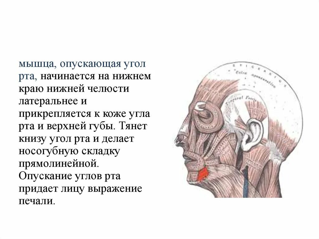 Как расслабить мышцы рта. Мышца опускающая угол рта. мышцы опускающие нижнюю челюсть. мышца опускающая нижнюю губу. мышца опускающая угол рта функции.