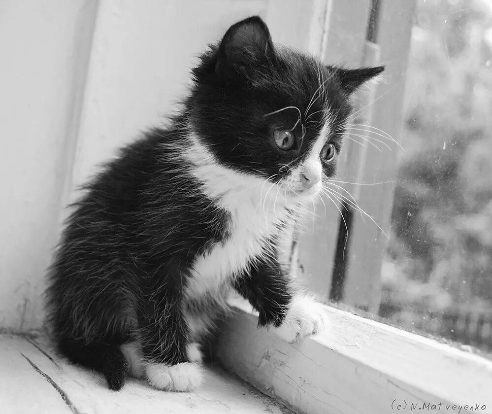 Песни милый очень грустно. Грустный котенок. Кошечка грустит. Грустный кот черно белый. Черный котенок грустит.