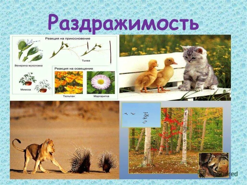 Пример раздражимости у животных и человека. Раздражимость живых организмов. раздражимость у животных примеры. раздражимость у растений и животных. раздражимость примеры.