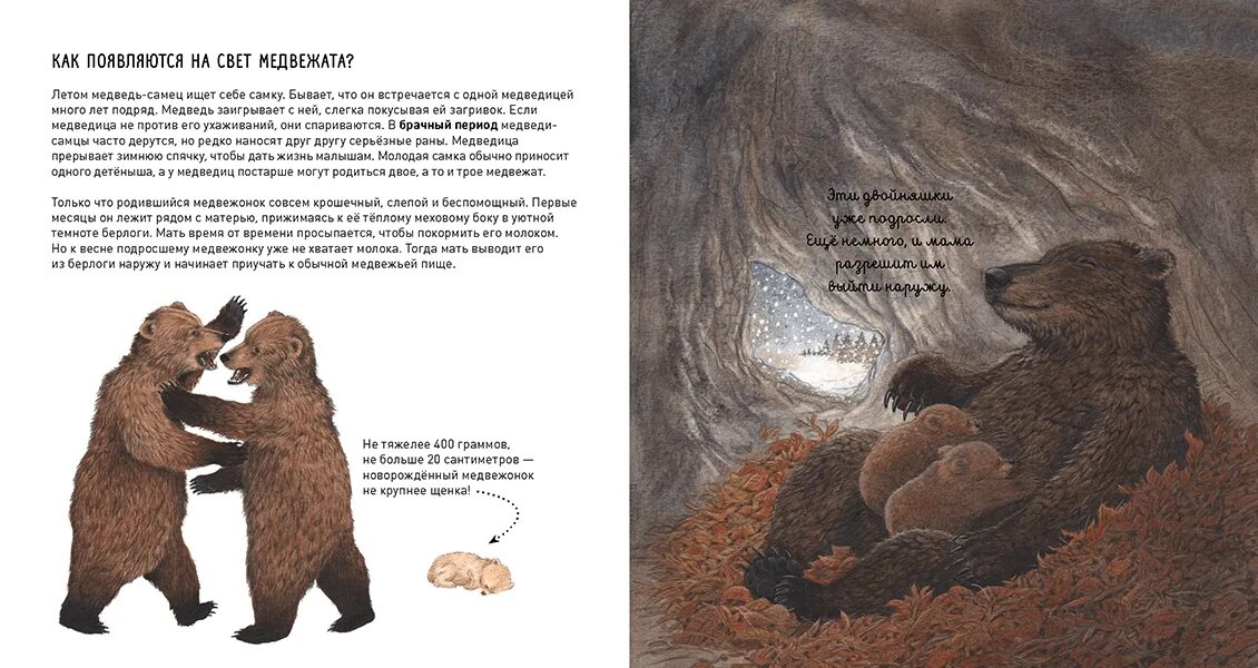Медведь с книгой. Медведь сказка. Сказка про медвежонка. Мама Медведица и Медвежонок. Ехал мама рассказ