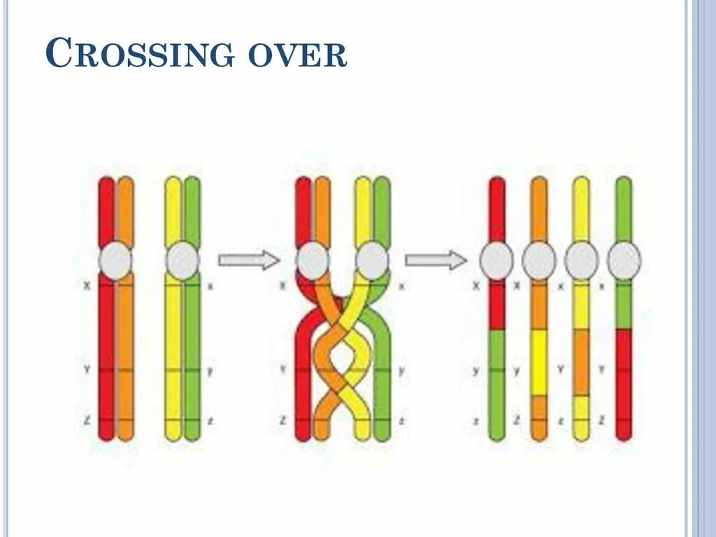 Схема кроссинговера хромосом. Процесс кроссинговера рисунок. Схема конъюгации и кроссинговера. Мейоз кроссинговер и конъюгация. Перекомбинация генов в мейозе