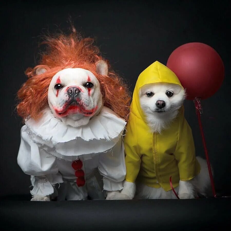Животное клоун. Собака клоун ПЕННИВАЙЗ. Костюм Чакки для собаки. Собака в костюме клоуна. Костюм для собаки на Хэллоуин.