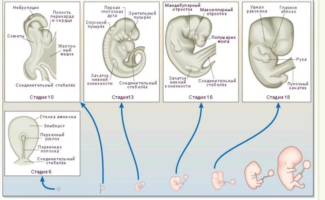 1 эмбриональная неделя. Сроки развития плода по неделям. Этапы развития эмбриона по неделям. Периоды развития плода по неделям в картинках. Стадии формирования плода.