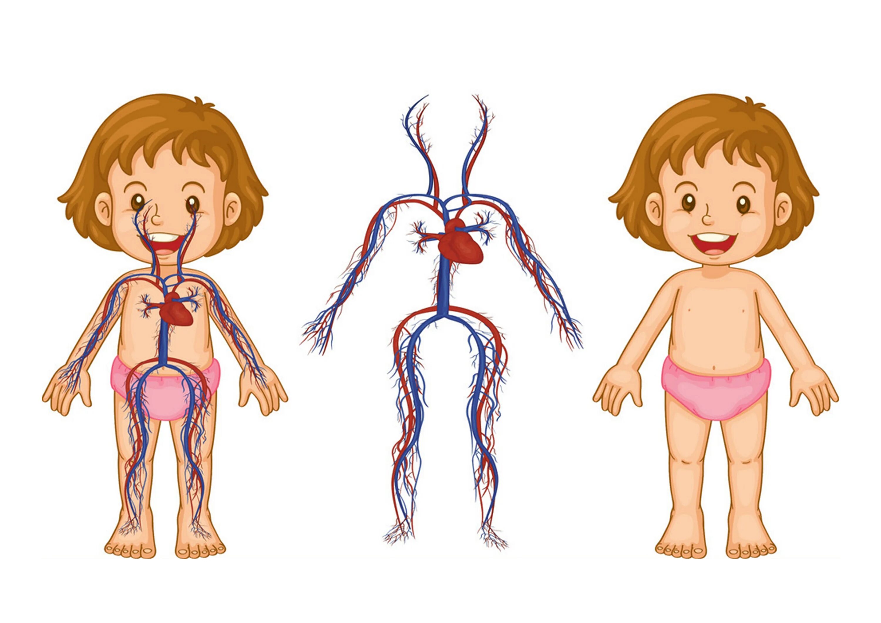 Кровеносная система человека для детей. Кровеносная система для дошкольников. Сердечно-сосудистая система у детей. Кровеносная система человека для дошкольников. Девочки мальчики сосуда