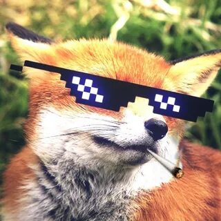 Golden fox