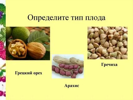 Орех тип плода