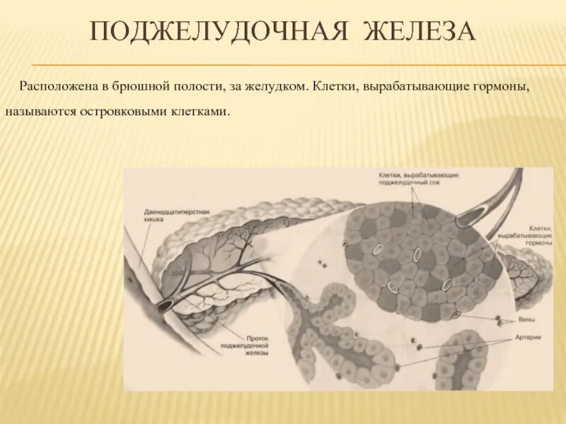 Какие железы расположены в брюшной полости. Клетки поджелудочной железы вырабатывают. Клетки вырабатывающие гормоны. Гормоны желудка и поджелудочной железы. Гормоны эндокринных клеток желудка..