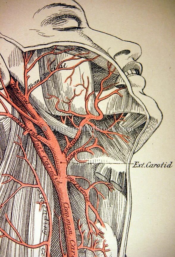 Артерии человека. Кровеносная система Сонная артерия.