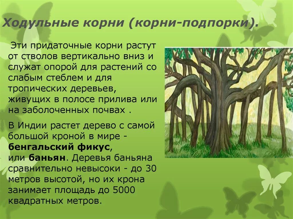 У каких растений корни подпорки фото - Arhids.ru