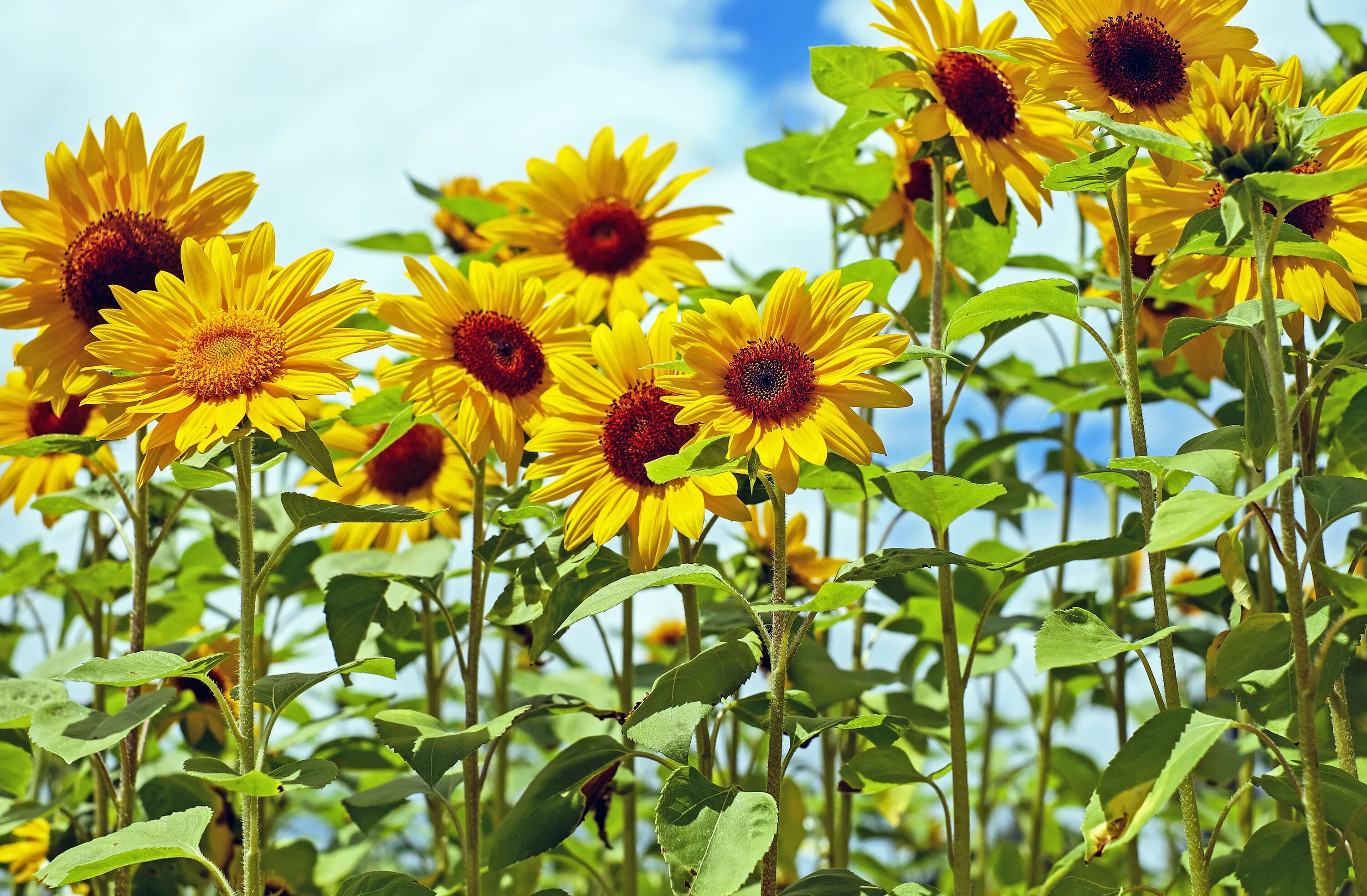 Sun flower отзывы. Подсолнечник (Helianthus). Подсолнух Кримсон. Подсолнечник 'Пачино' (желтый, микс).