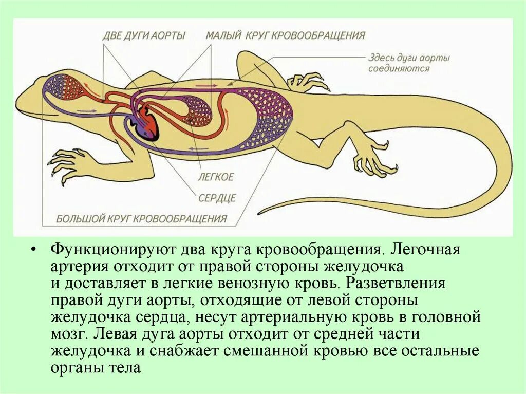 Кровеносная система система пресмыкающихся. Внутреннее строение пресмыкающихся. Строение кровеносной системы рептилий. Большой круг кровообращения у пресмыкающихся. Какая кровь течет от легких у рептилий