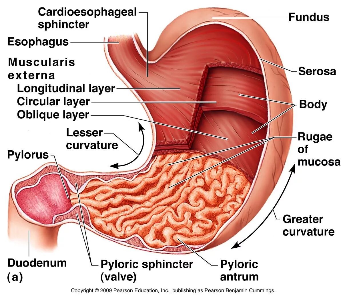 Части органа желудка. Анатомия человека Stomach. Строение желудка анатомия. Желудок в разрезе.