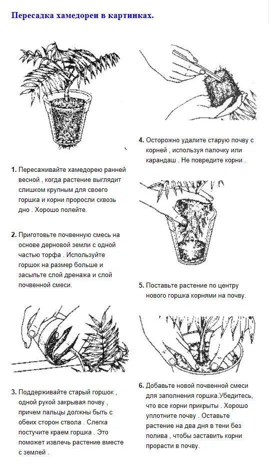 Хамедорея после пересадки. Хамедорея размножение отростками. Размножение хамедореи воздушными отводками. Хамедорея размножение корнями. Хамедорея размножение макушкой.