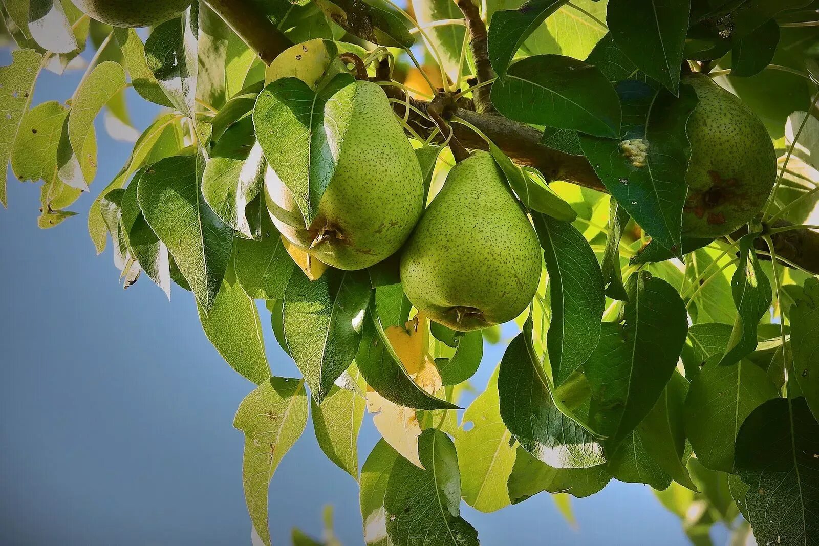Солнце вышло уже из за груши. Груша. (Pear Tree) Williams. Плетистая груша. Груша Таджикистан. Груша Маргарет.