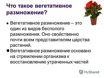 Вегетативный способ размножения комнатных растений