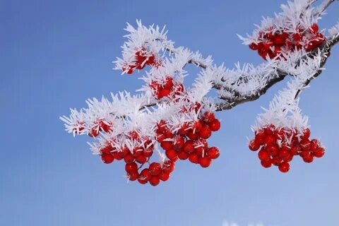 Ветка рябины зимой
