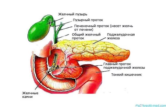 Кофе и желчный пузырь