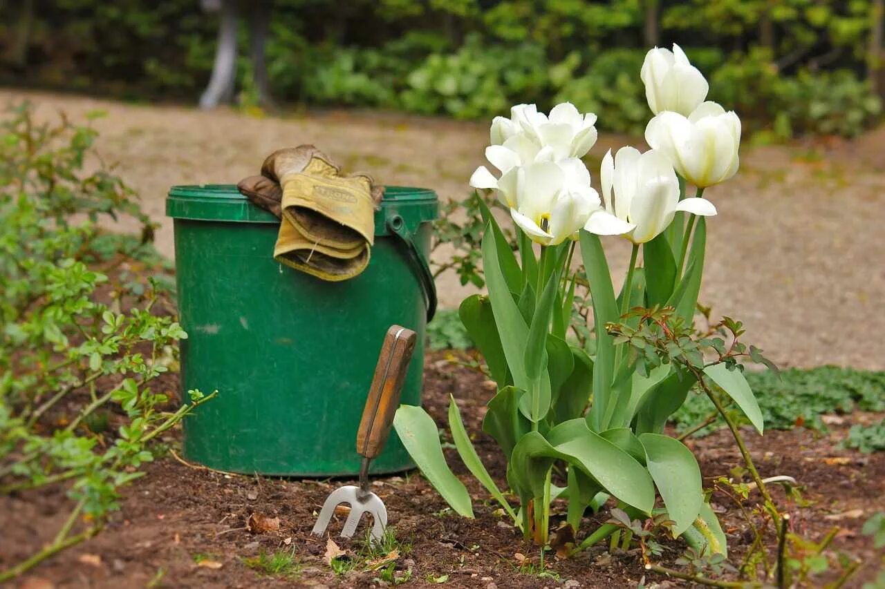 Нужно ли выкапывать тюльпаны каждый год. Луковичные в саду. Тюльпаны в саду. Луковичные цветы для сада. Луковичные тюльпаны.