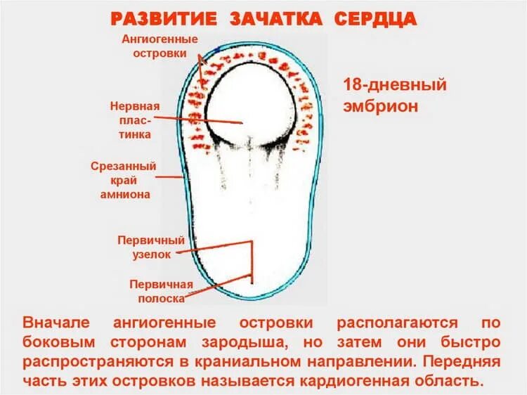 Во сколько недель бьется сердце у ребенка